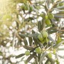 Green Olive (3)